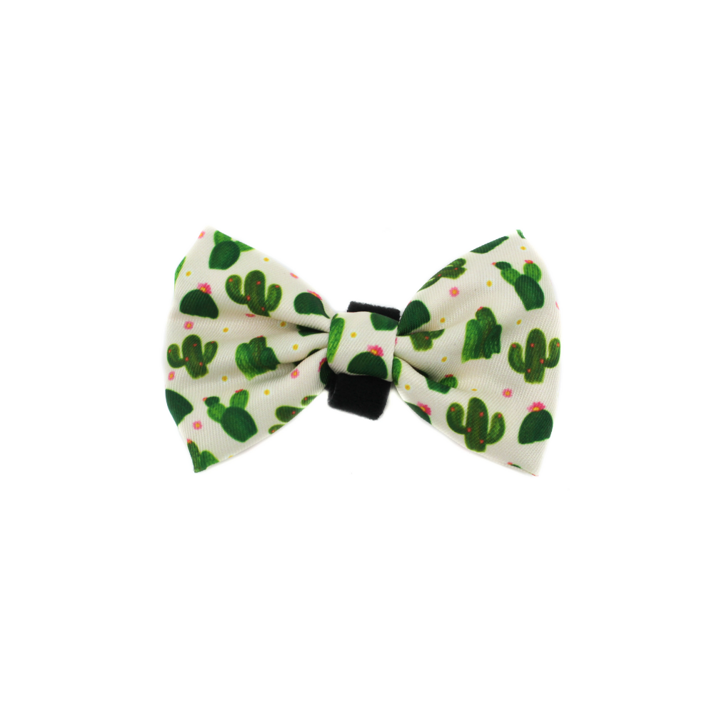 Cactus: Bow Tie