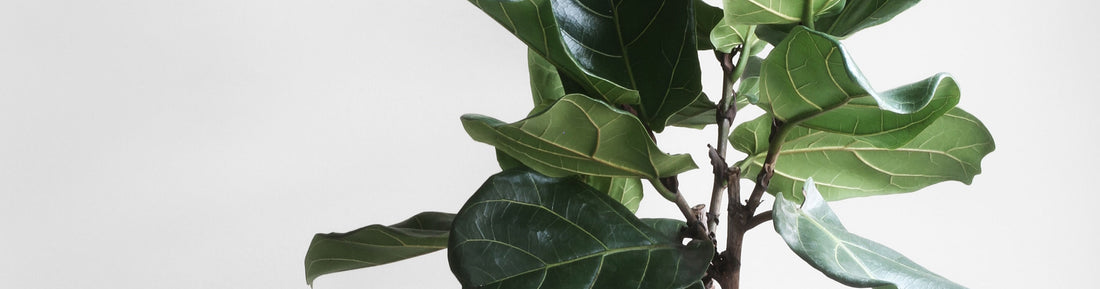 5 Things You Need To Know About A Fiddle Leaf Fig