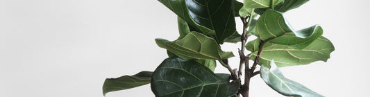 5 Things You Need To Know About A Fiddle Leaf Fig